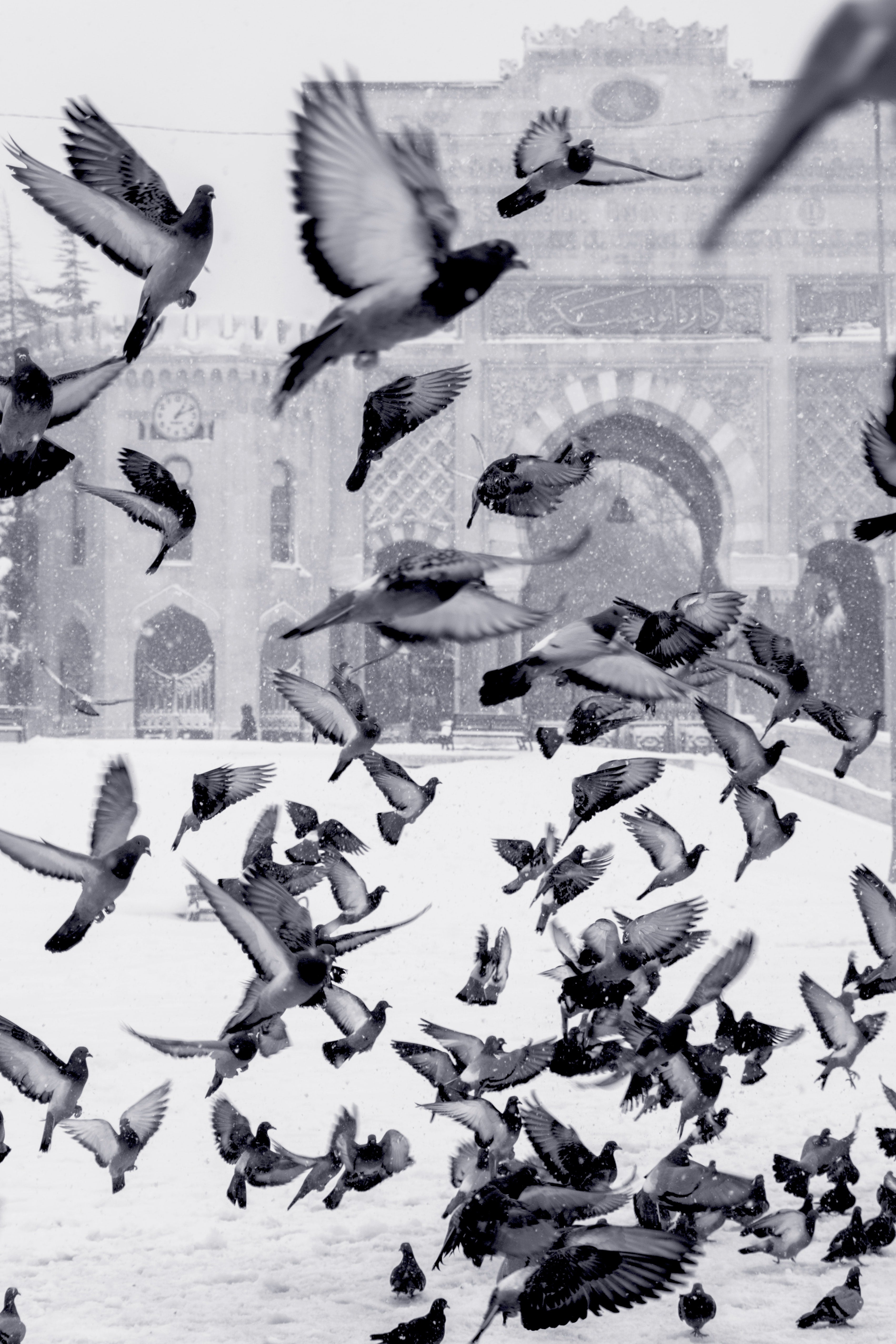 Birds Fly High