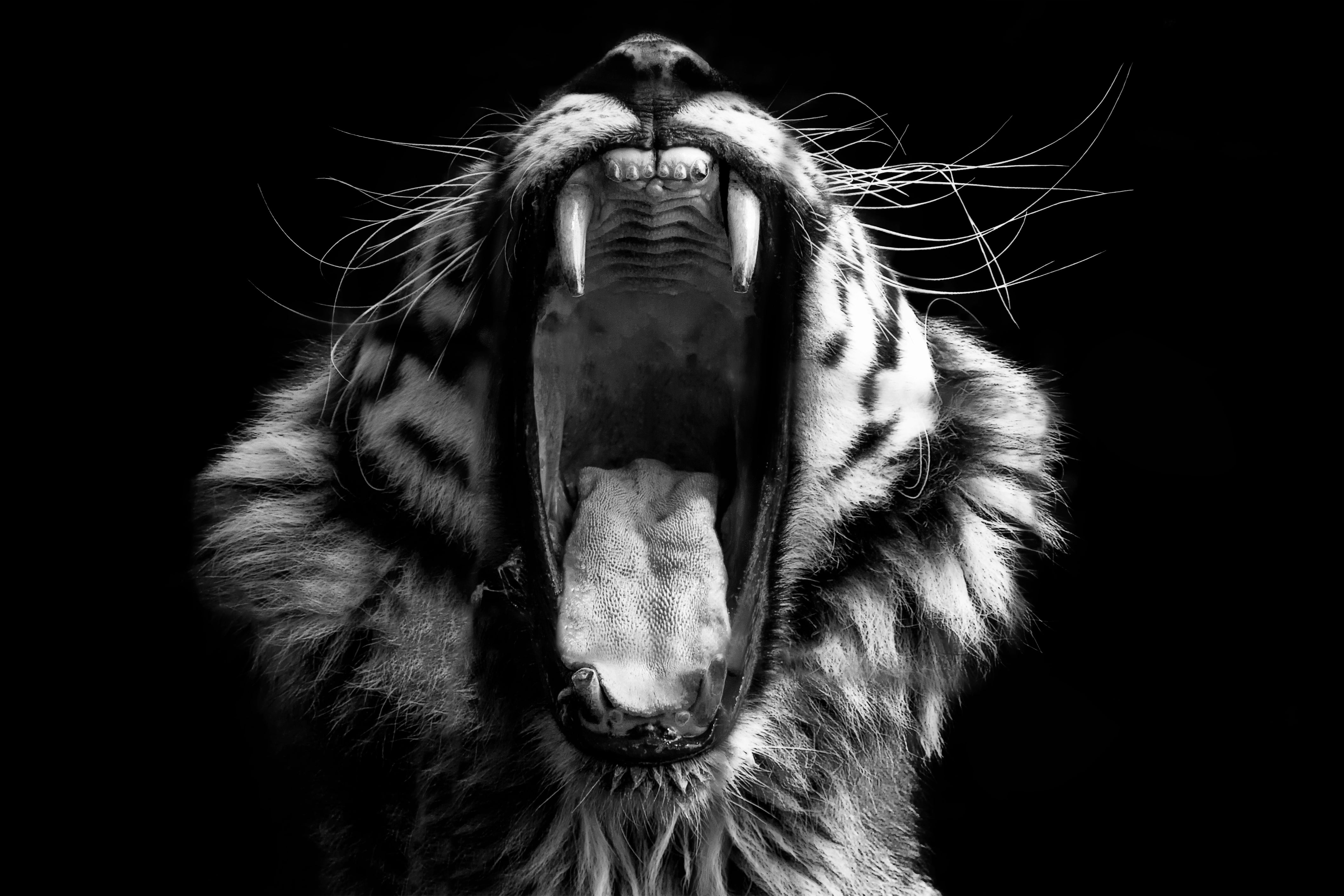 Tiger Bite