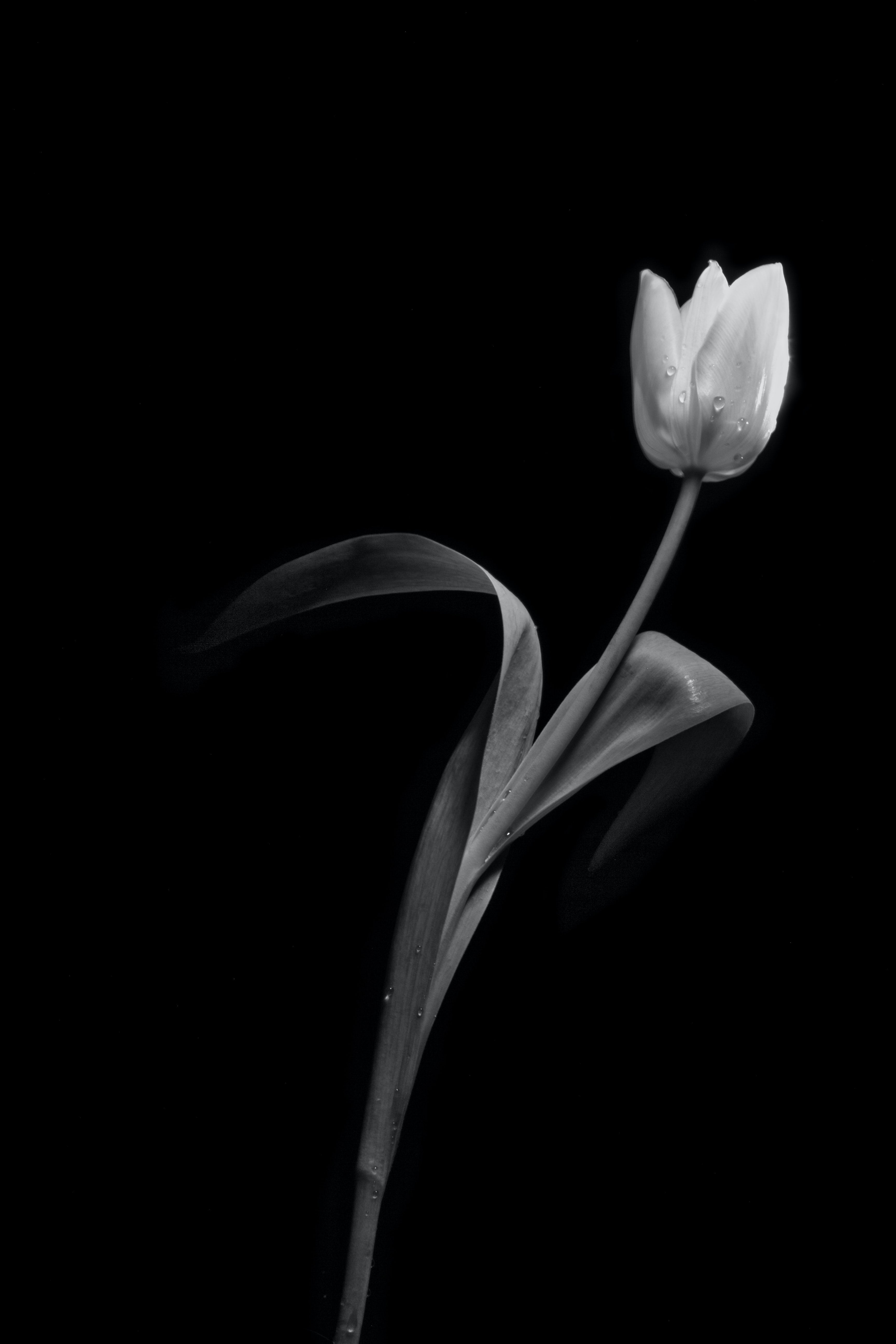 Tulp