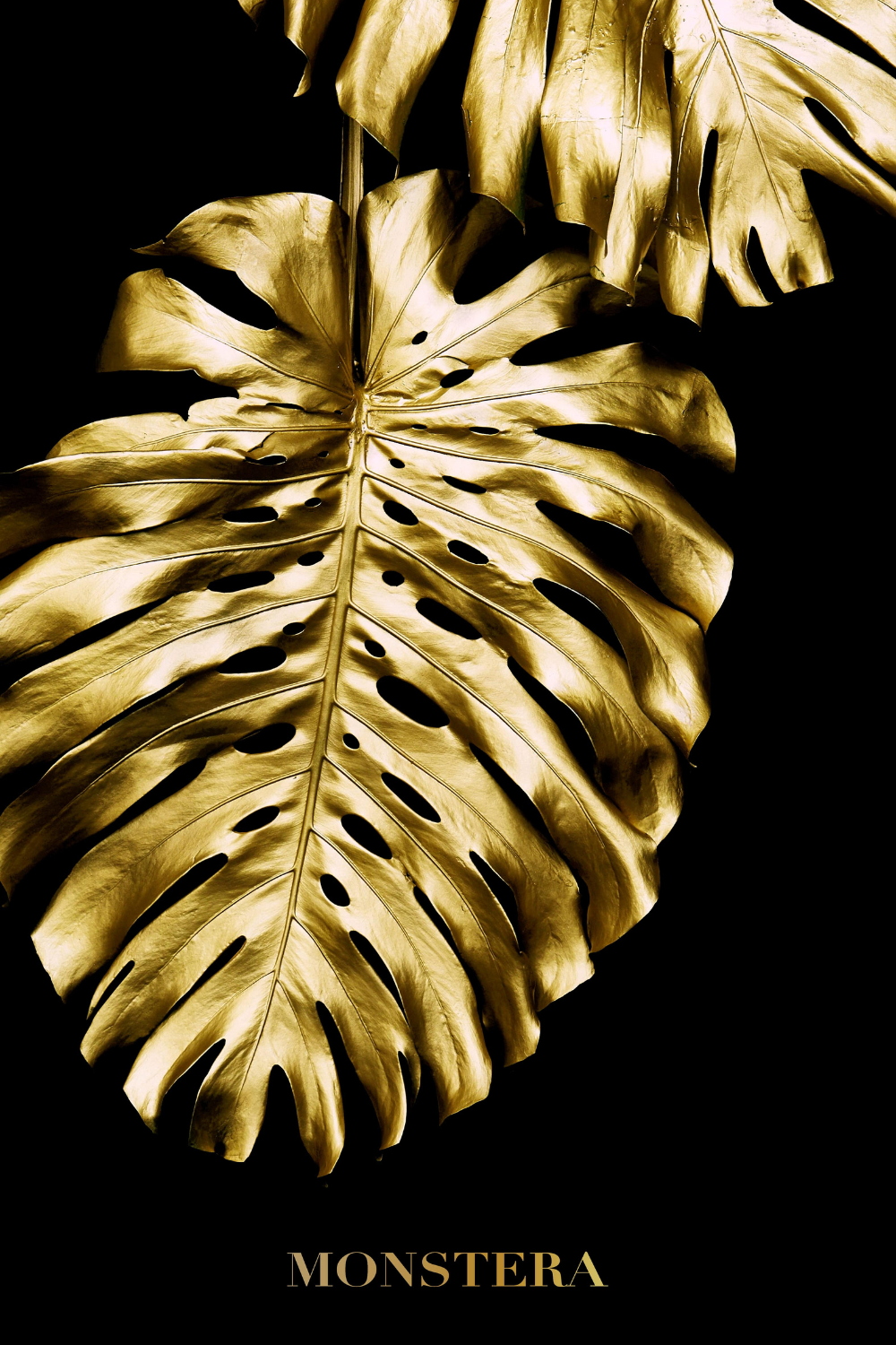 Monstera Leaf
