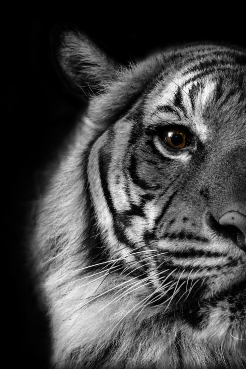 Eye of the Tiger