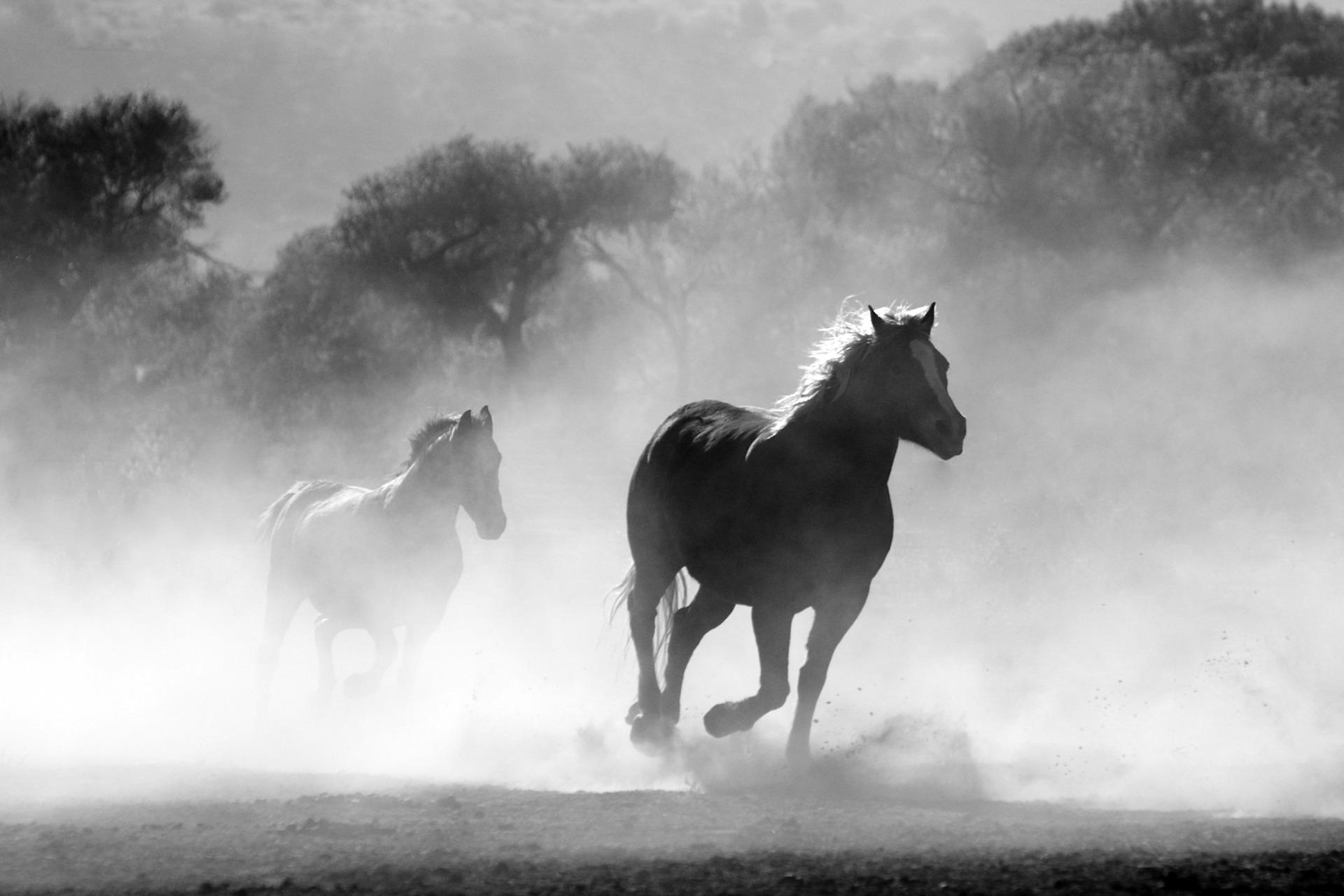 Wild Horses