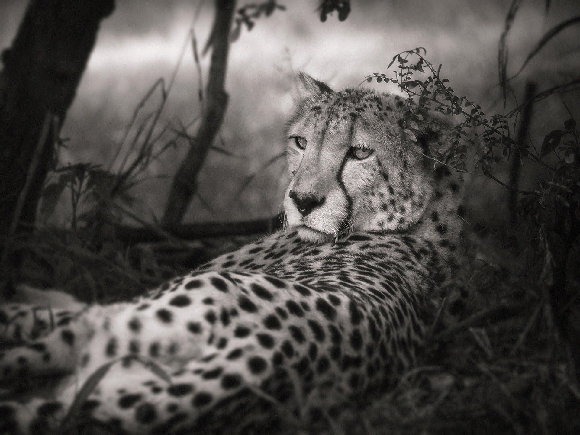 Cheeta