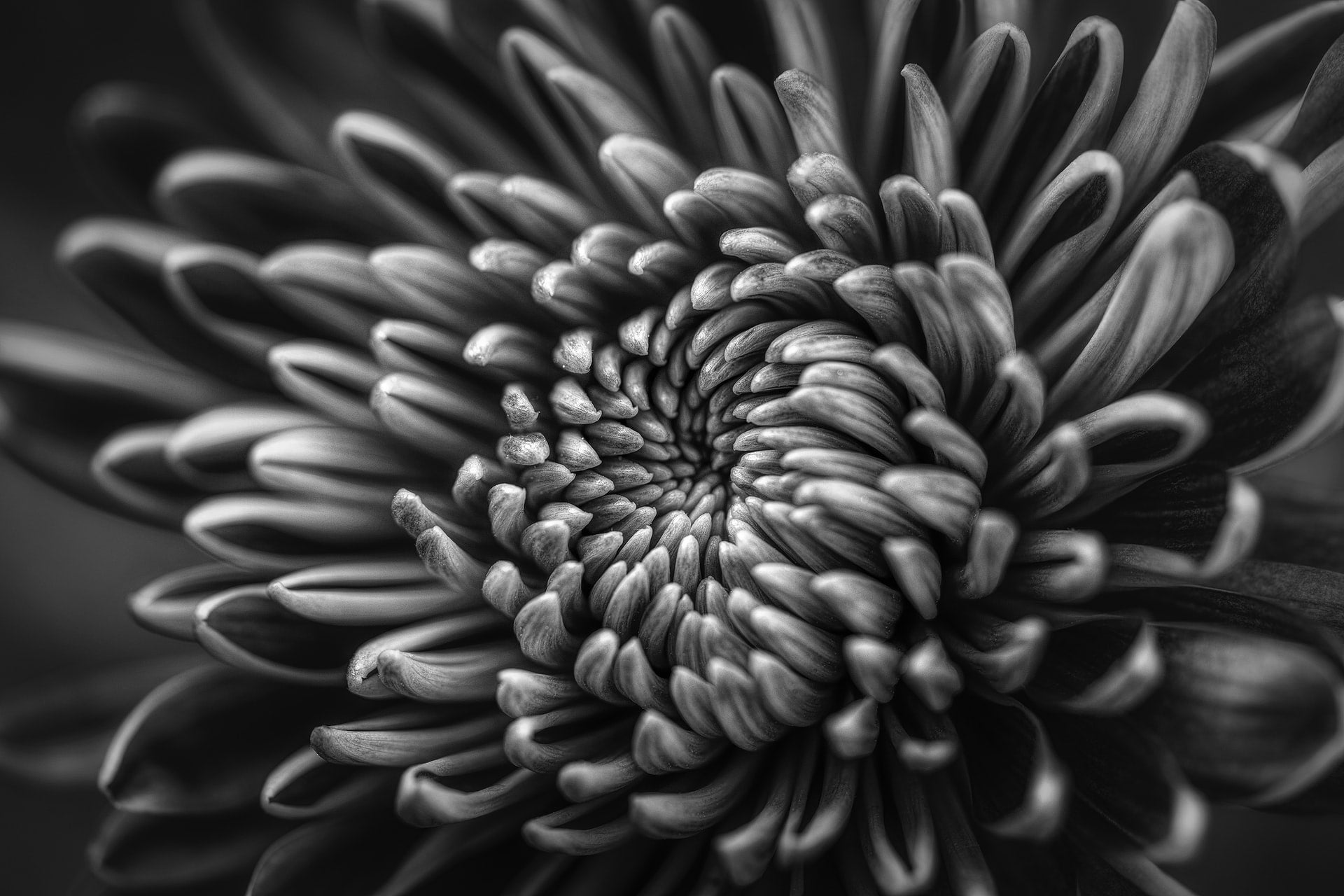 Flower Life
