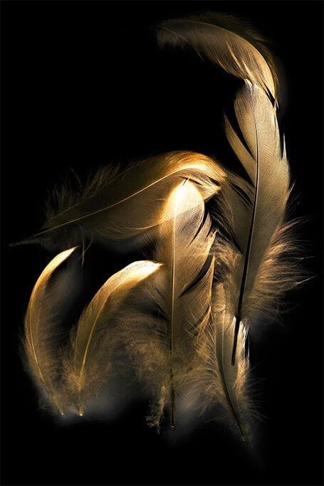 Gold Feathers
