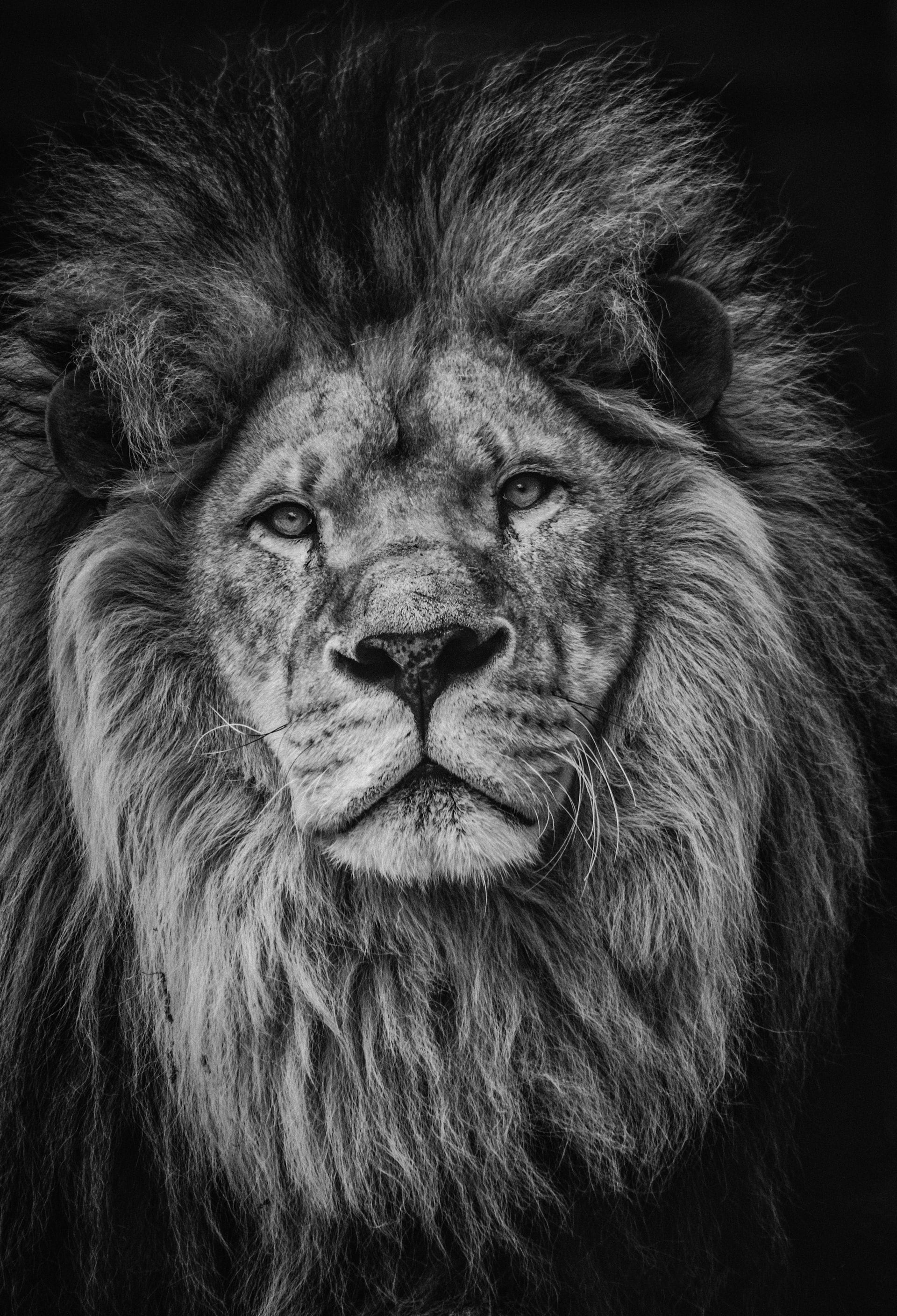 King of the World