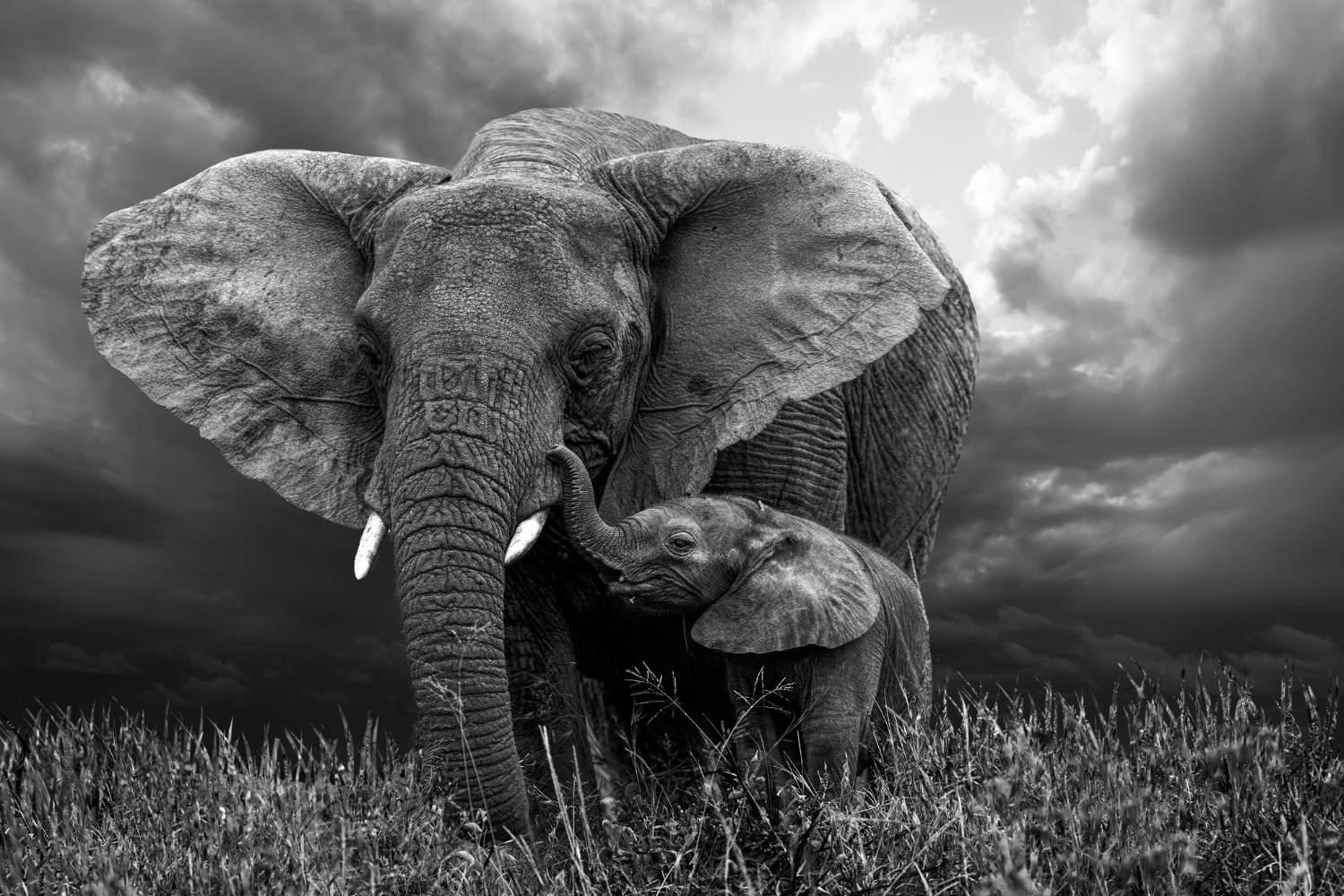 Wild Love
