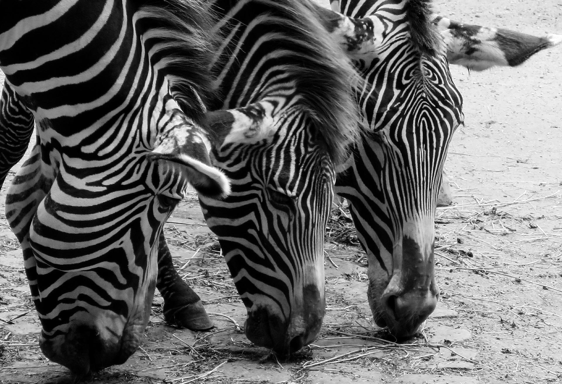 Thirsty Zebras